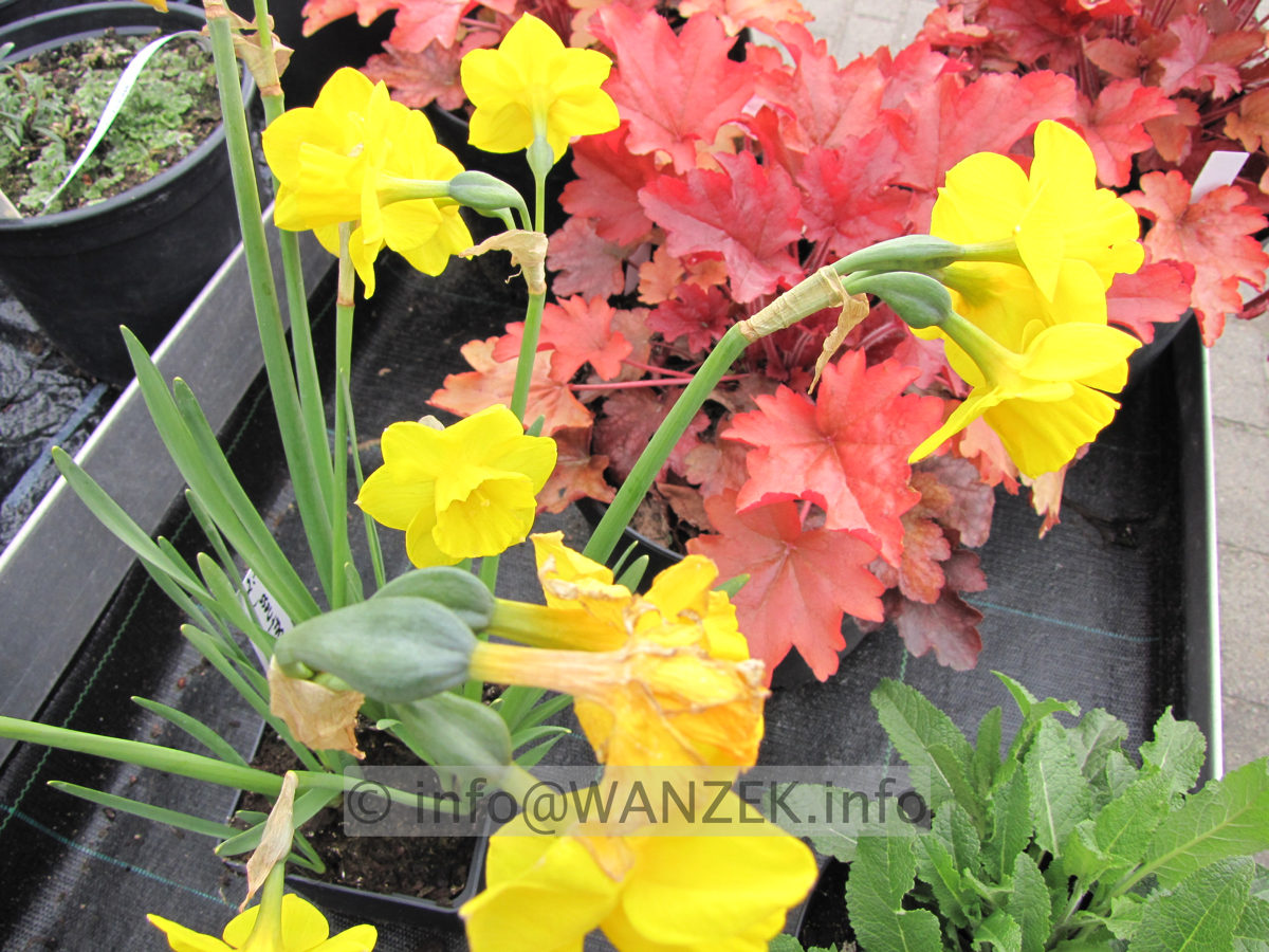 Narcissus botanicus Sweetness.JPG